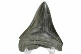 Serrated, Fossil Megalodon Tooth - South Carolina #170451-2